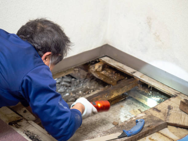 Best Attic Mold Remediation in Los Chaves, NM