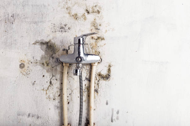Best Kitchen Mold Remediation in Los Chaves, NM