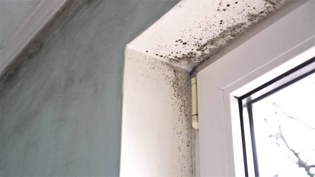 Best Mold Testing and Inspection Services in Los Chaves, NM