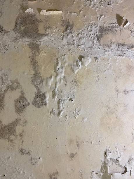 Best HVAC Mold Remediation in Los Chaves, NM