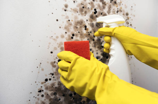Best Bathroom Mold Remediation in Los Chaves, NM