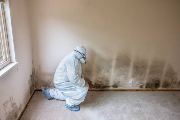 Best Commercial Mold Remediation in Los Chaves, NM