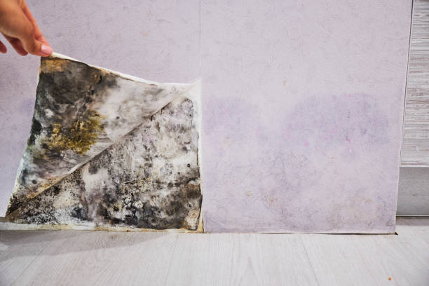 Best Kitchen Mold Remediation in Los Chaves, NM